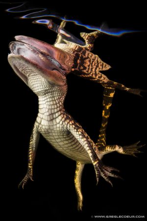 a close up of a reptile