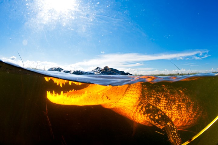 Alligator Water View