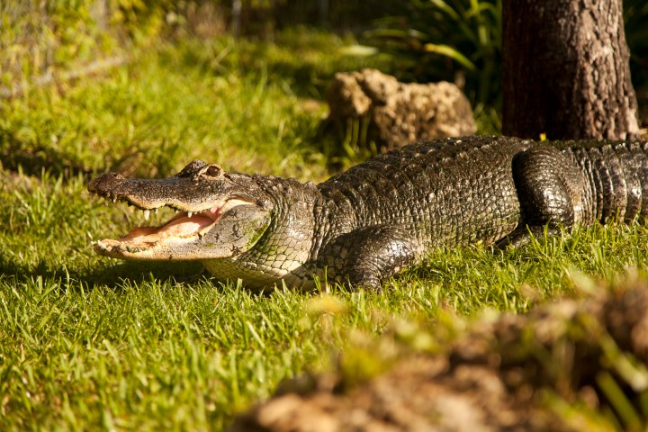 Florida Alligator