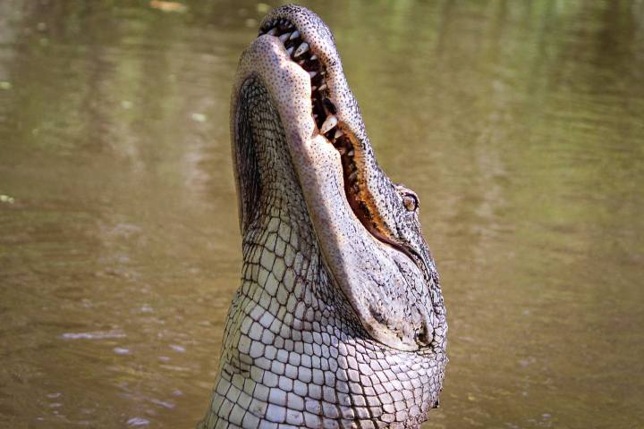 Encounter Alligators
