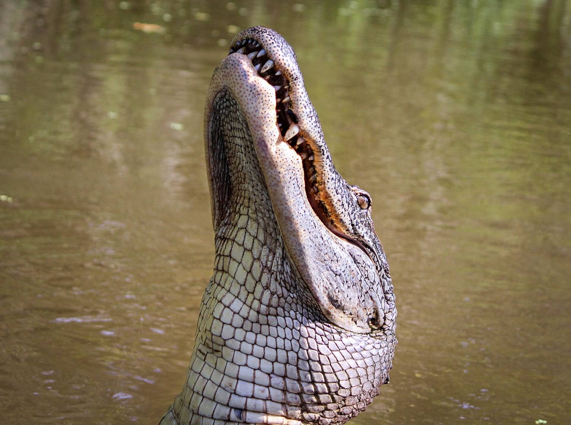 The Best Way to Encounter Alligators Encounter Alligators