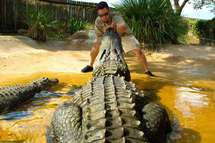 Gator Jon with Alligators