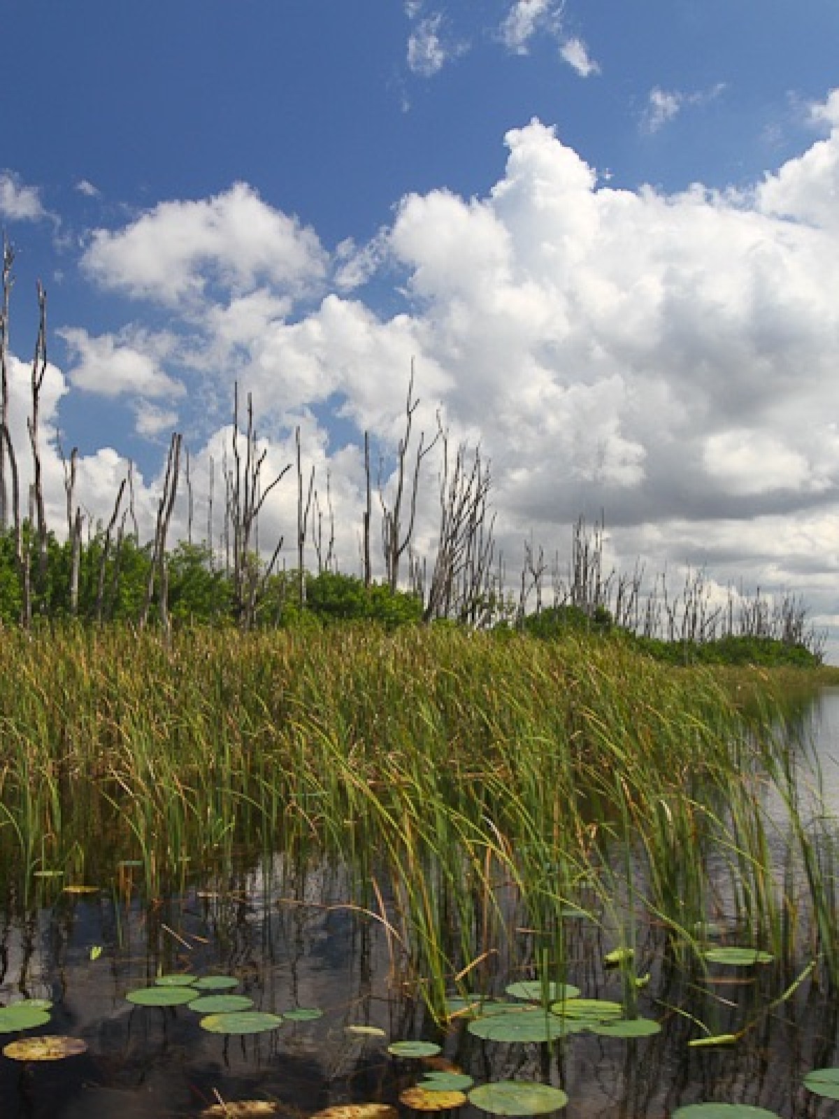 everglades