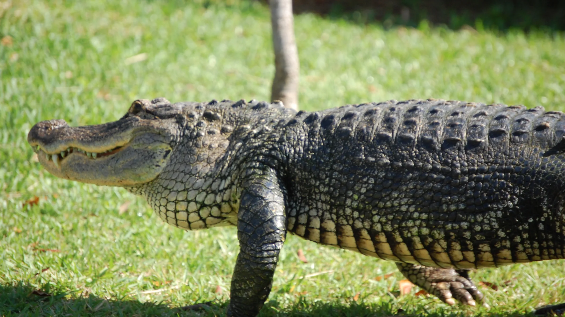 a reptile with its mouth open