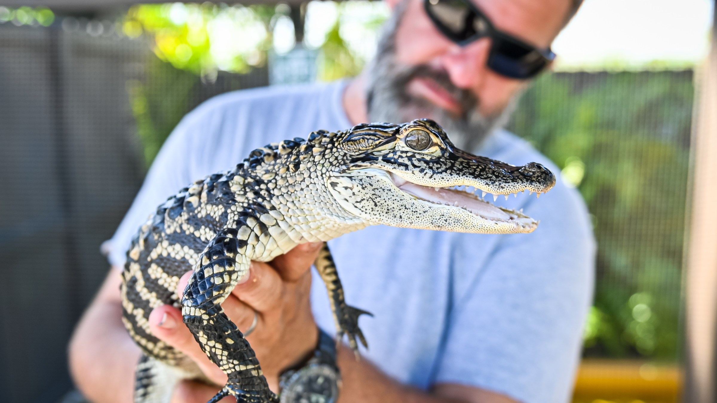 a close up of a reptile