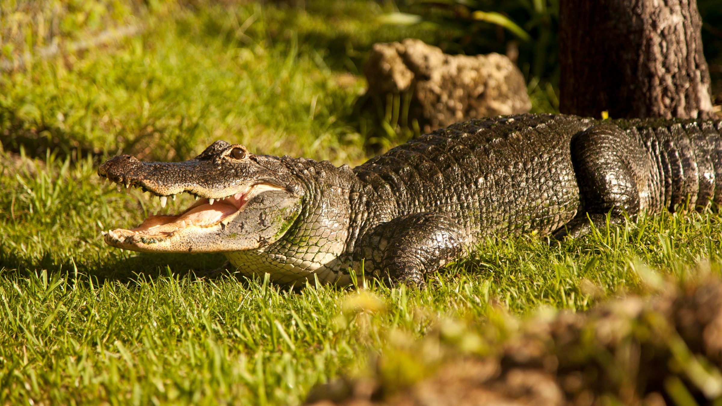 an animal lying on the grass