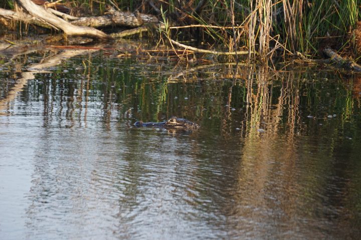 a pond next to a body of water