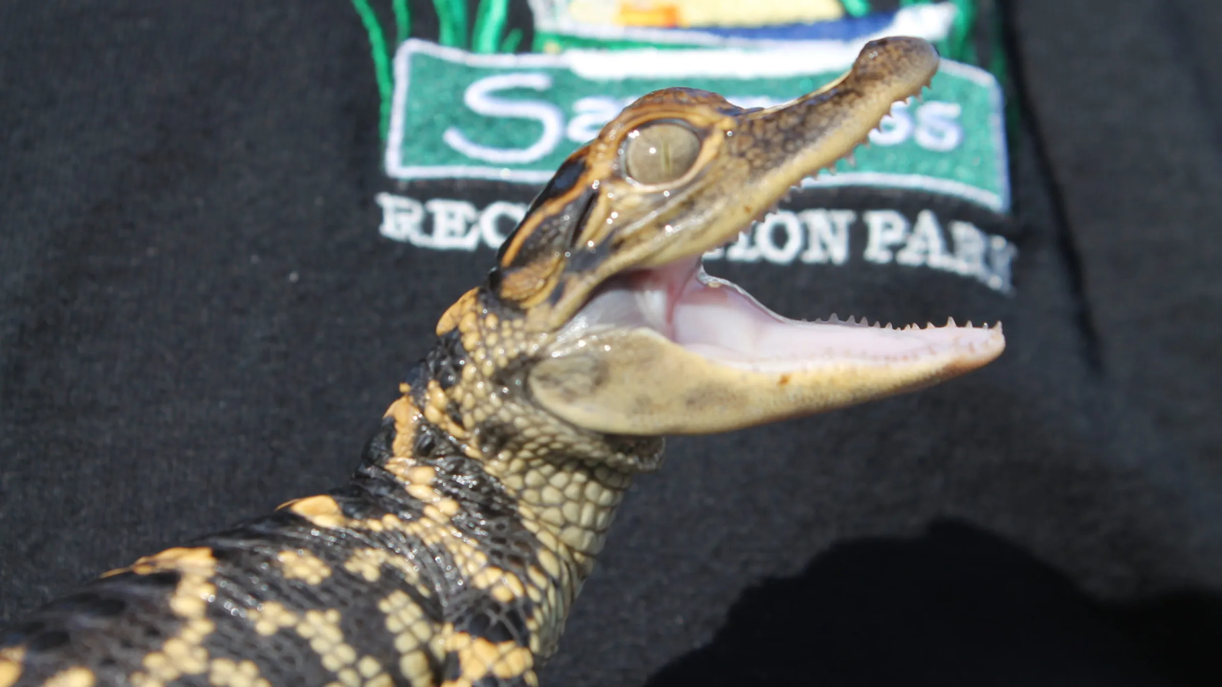 a close up of a lizard
