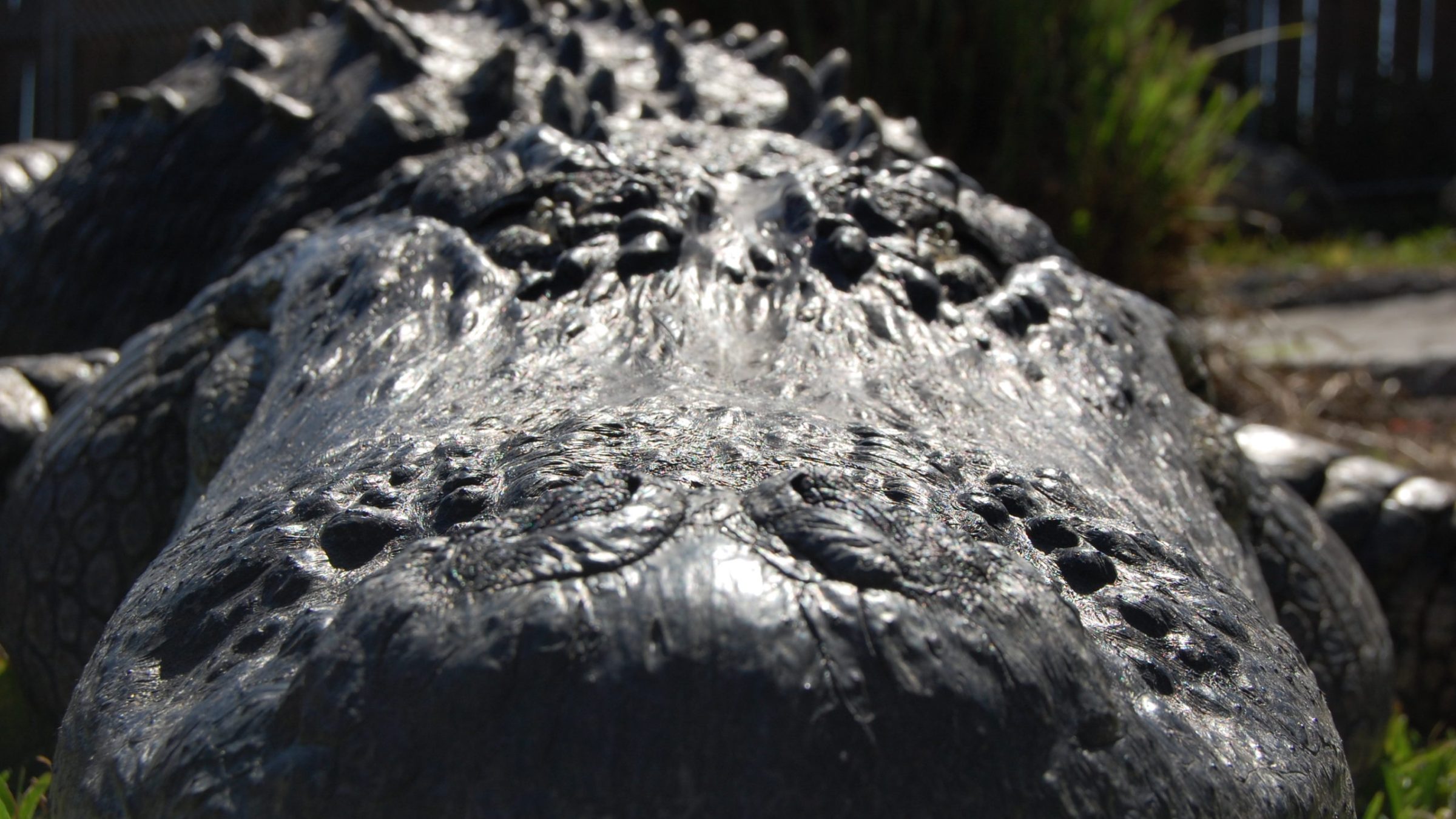 a close up of a reptile