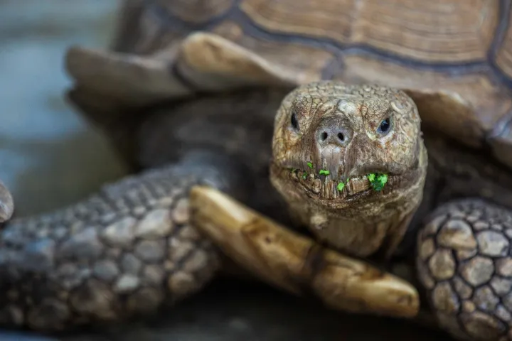 a close up of a turtle