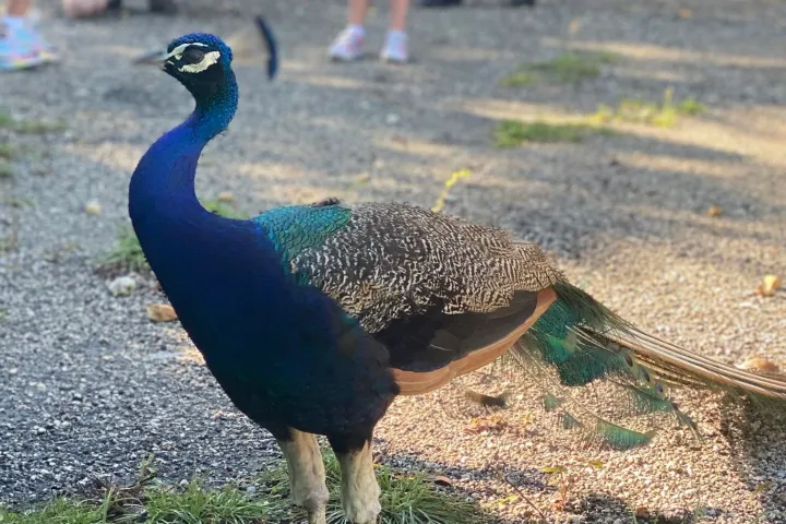 a bird that is standing in the grass