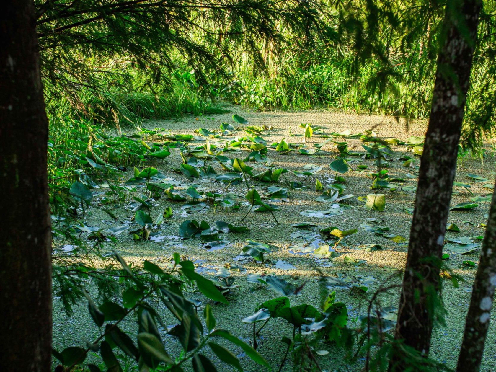 a tree in the middle of a lush green field
