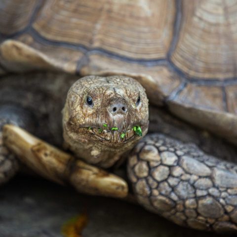 a close up of a turtle