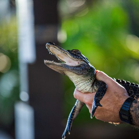 a reptile with its mouth open