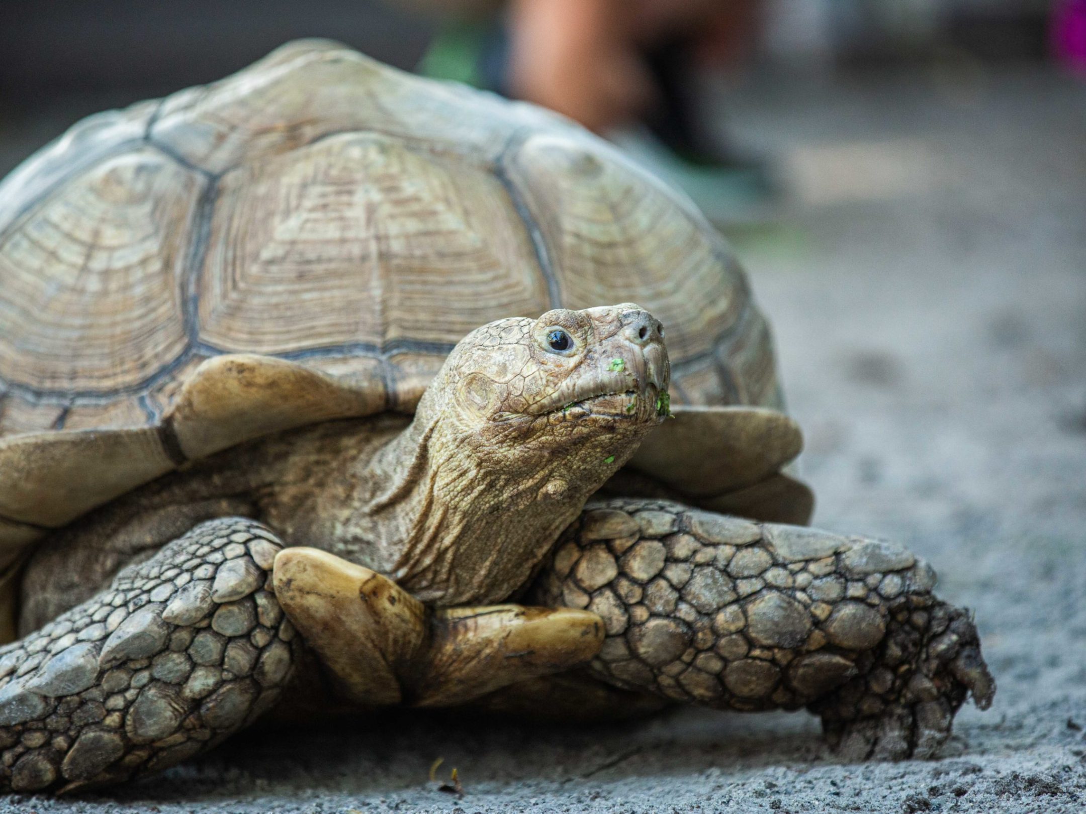a close up of a turtle