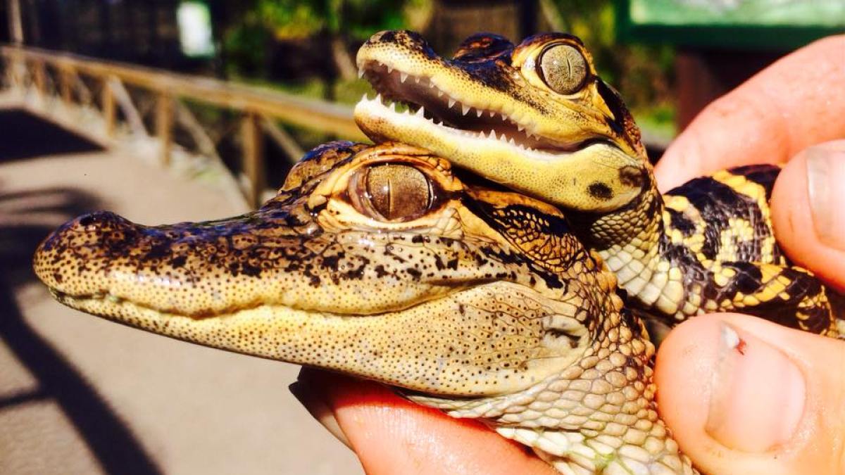 a close up of a reptile