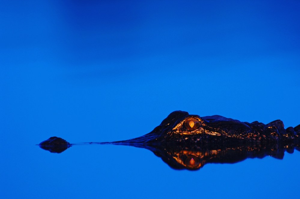 alligator with eye shining red at night