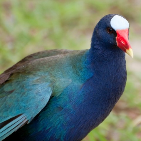 a colorful bird standing in the grass