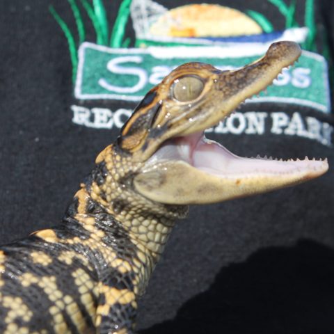 a close up of a lizard