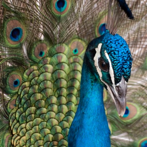 a colorful bird looking at the camera