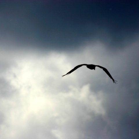 a bird flying in the air on a cloudy day