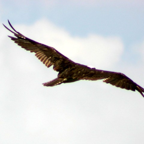 a bird flying in the sky