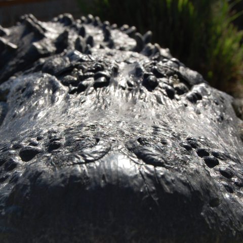 a close up of a reptile