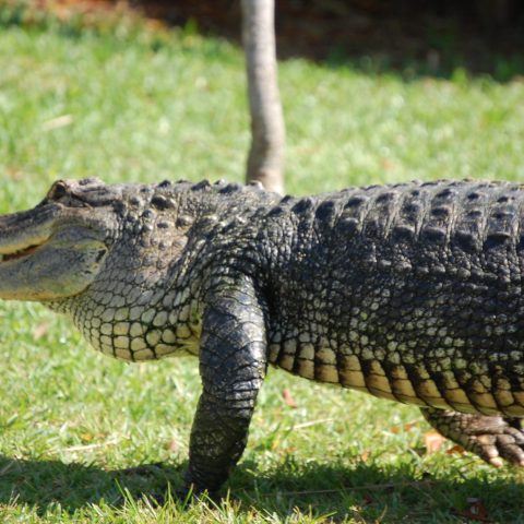 a reptile with its mouth open