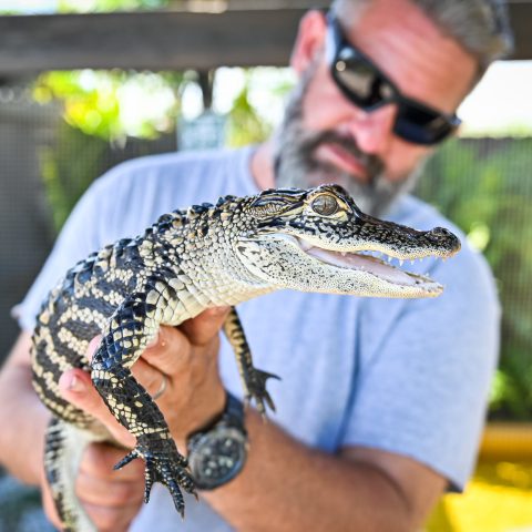 a man riding on the back of a reptile