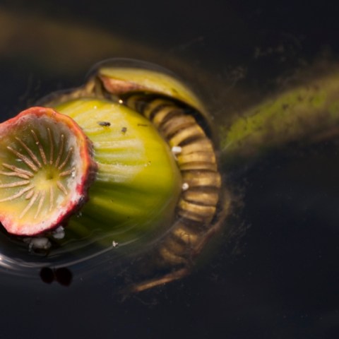 a kiwi fruit on a table