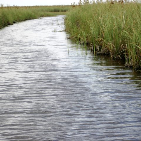 a body of water surrounded by trees