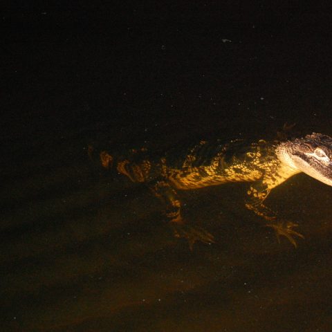 a close up of a reptile
