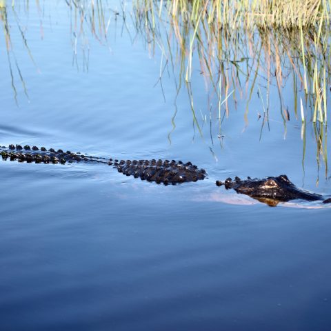 a flock of birds sitting on top of a body of water