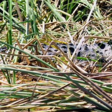 a pile of green grass