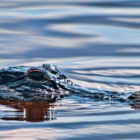 a bird swimming in water