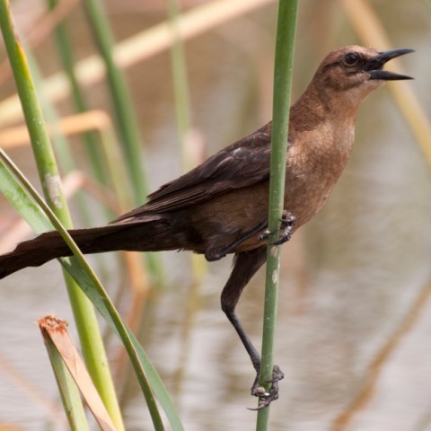 a small bird sitting on a branch