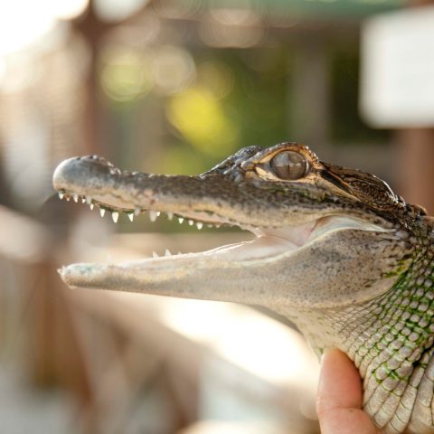 a close up of a reptile