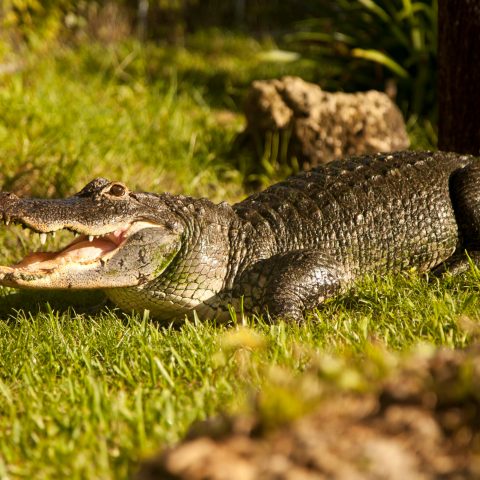 an animal lying on the grass