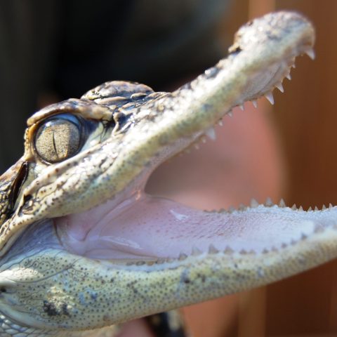 a close up of a reptile