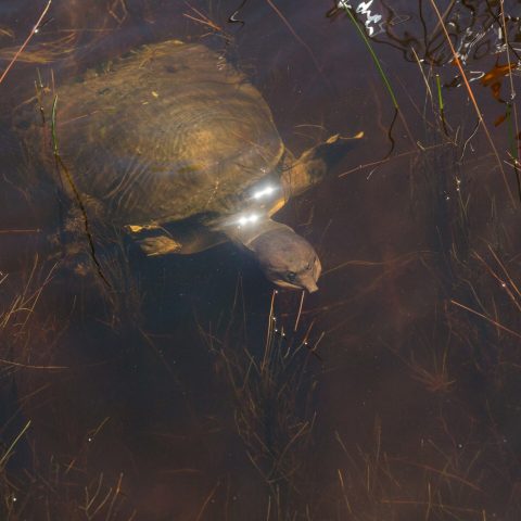 a turtle in the water