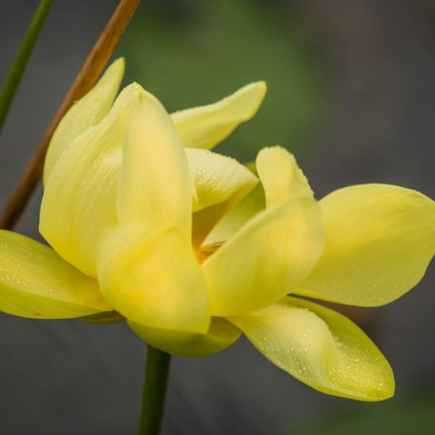 a close up of a flower