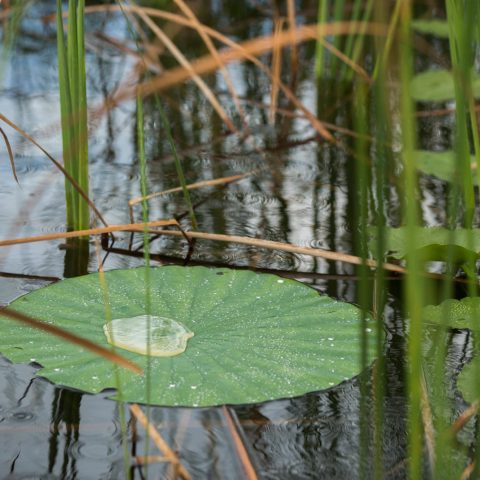 a bird sitting on top of a body of water
