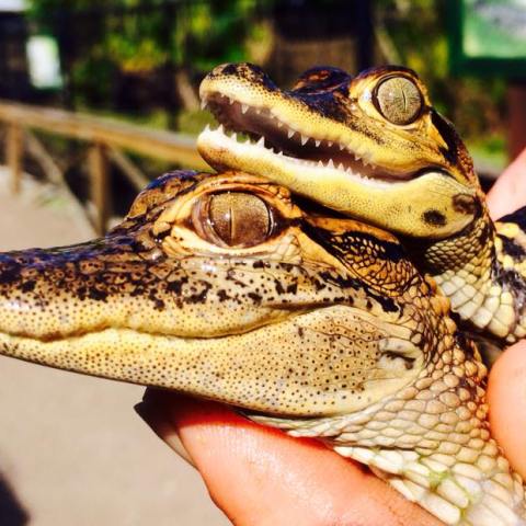 a close up of a reptile