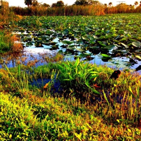 a bird sitting on top of a lush green field