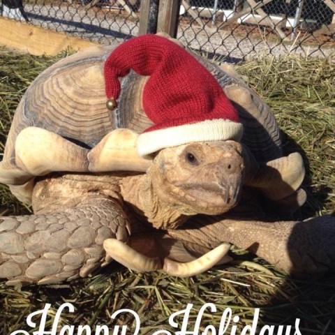 a group of stuffed animals sitting next to a fence