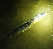 an alligator in the water at night